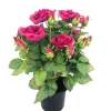 Artificial Rose Tree Pink 40cm